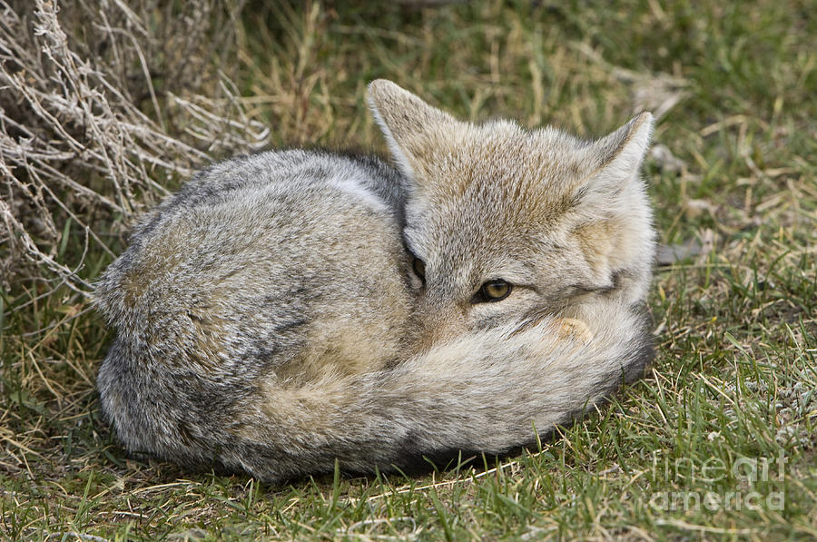 Patagonia Grey Fox #9 Photograph by John Shaw