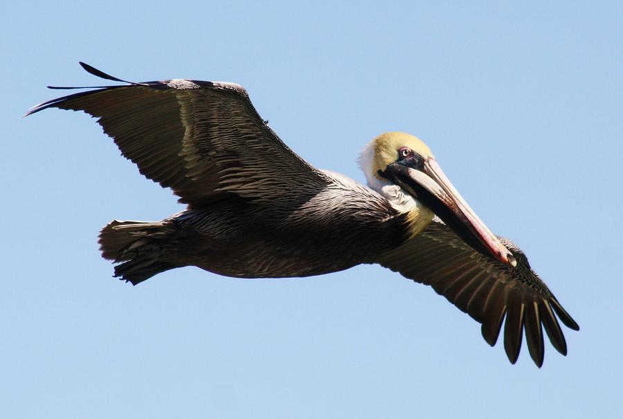 Pelican in Flight Photograph by Paulette Thomas - Fine Art America