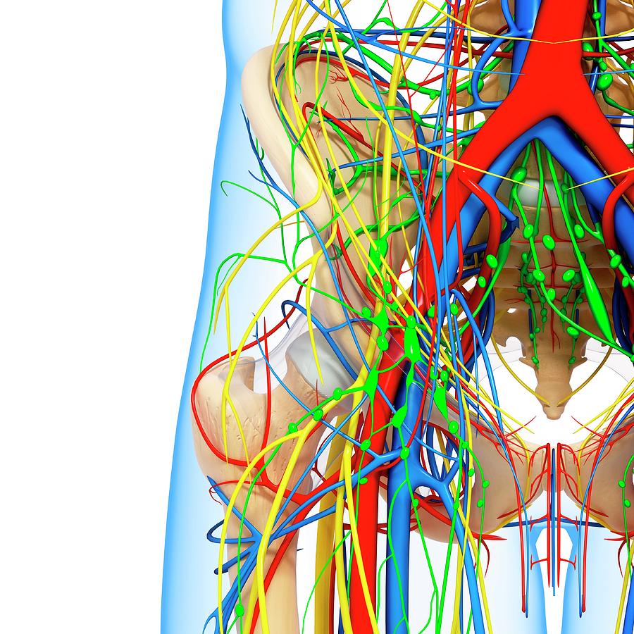 Pelvis Anatomy Photograph by Pixologicstudio/science Photo Library - Pixels