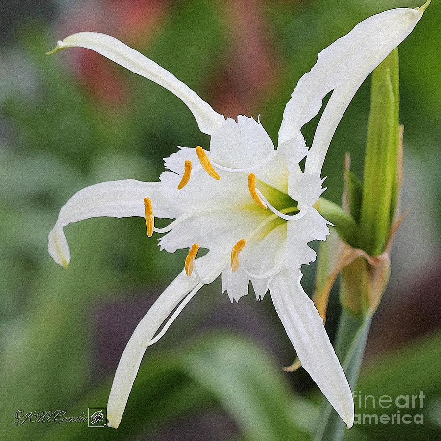 Peruvian Daffodil named Advance #9 Painting by J McCombie