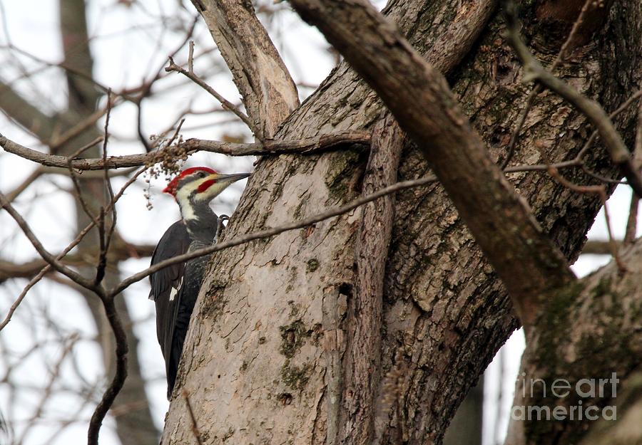 Pileated Woodpecker #9 Photograph by Jack R Brock