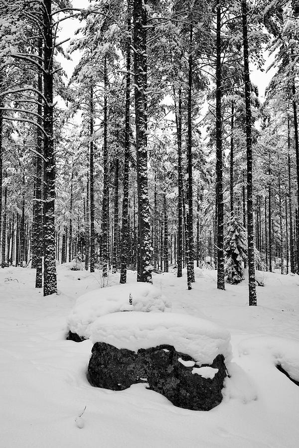 Pine forest winter #8 Photograph by Jouko Lehto