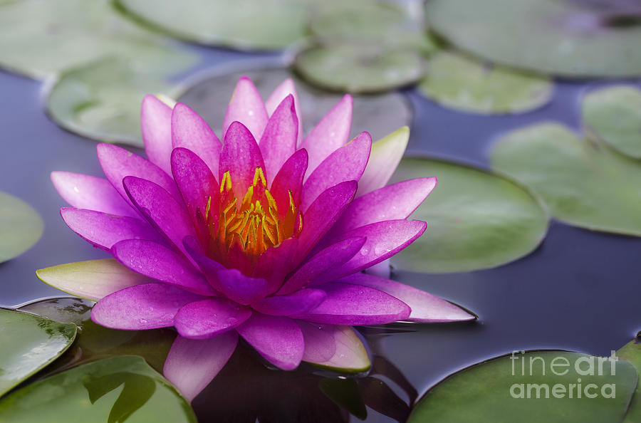 Abstract Photograph - Pink lotus #9 by Anek Suwannaphoom