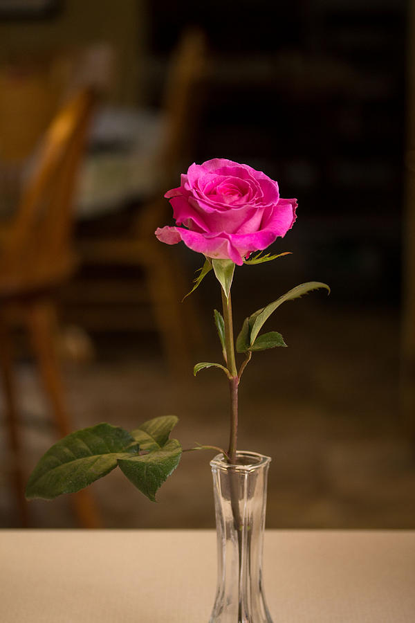 Pink rose #9 Photograph by Susan Jensen