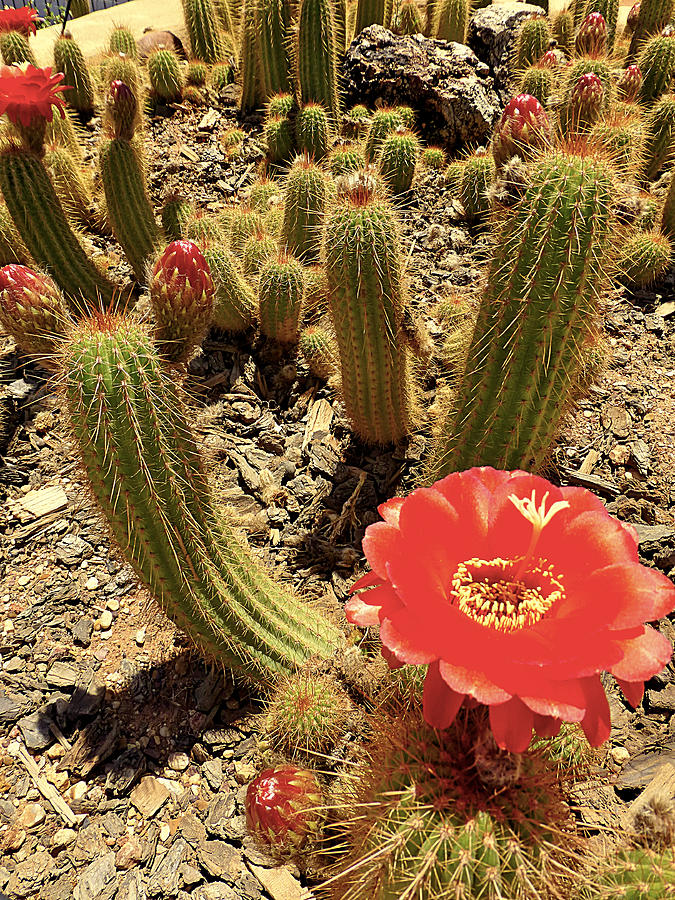 Desert cactus flower Photograph by Girish J - Fine Art America