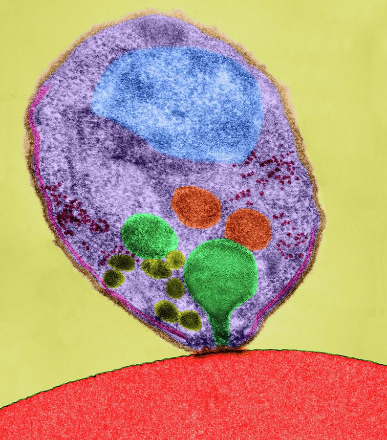 Plasmodium Falciparum #9 Photograph by Dennis Kunkel Microscopy/science Photo Library