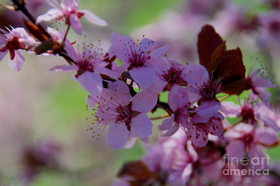 Plum Tree Flowers #9 Photograph by Mark Dodd