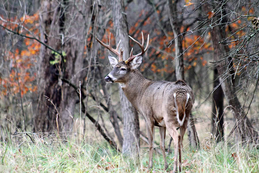 9 Point Buck Photograph by John Whittaker - Fine Art America