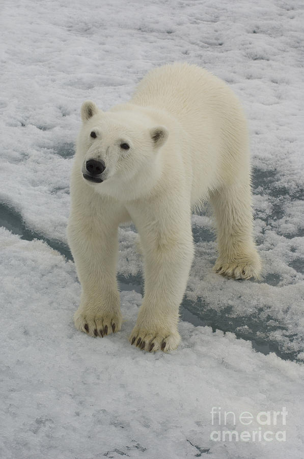 Polar Bear Crossing Ice Floe #9 Photograph by John Shaw