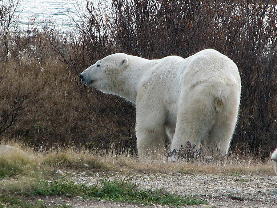 Polar Bear #9 Photograph by David Matthews