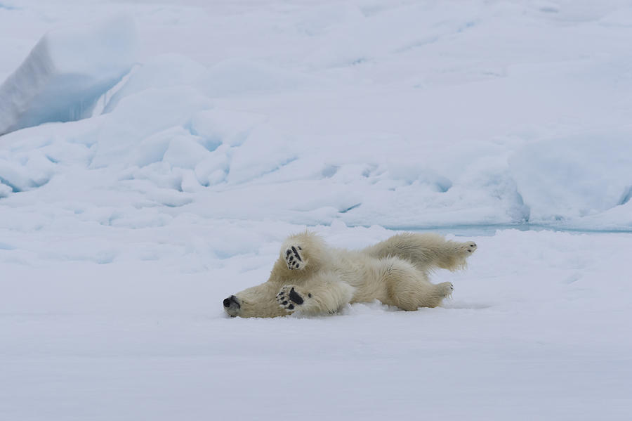 Polar Bear Rolling In Snow Photograph By John Shaw - Pixels