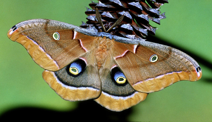 Polyphemus Moth Photograph By Millard H. Sharp - Pixels