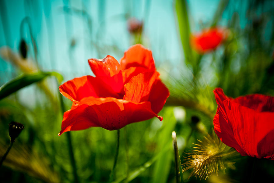 Poppy field and sky #9 Photograph by Raimond Klavins