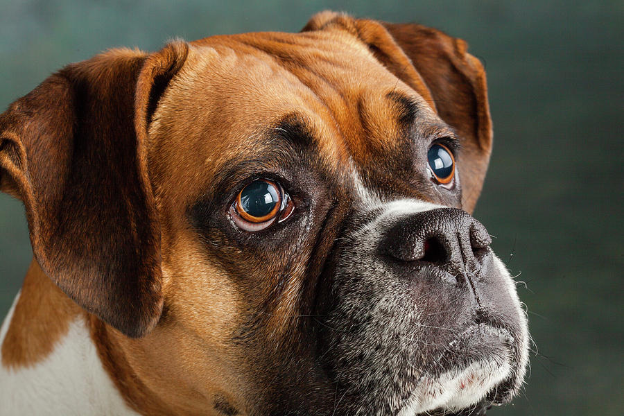 Portrait Of A Boxer Dog #9 Photograph by Animal Images - Pixels