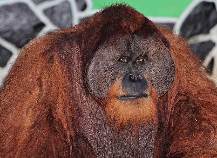 Portrait of a Large Male Orangutan Photograph by Paul Fell