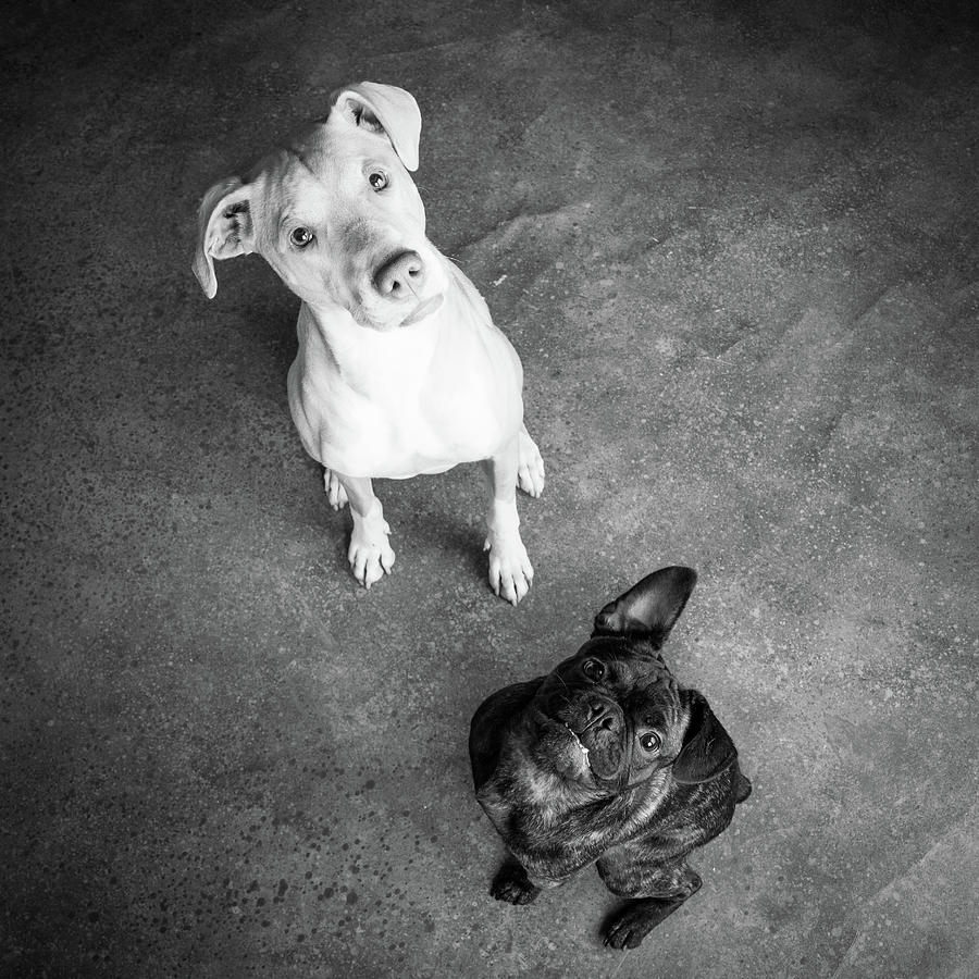 Black And White Photograph - Portrait Of Lab Hound Mix Dog And Pug #9 by Animal Images