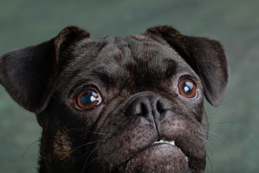 Portrait Of Pug Bulldog Mix Dog Photograph by Animal Images - Fine Art ...