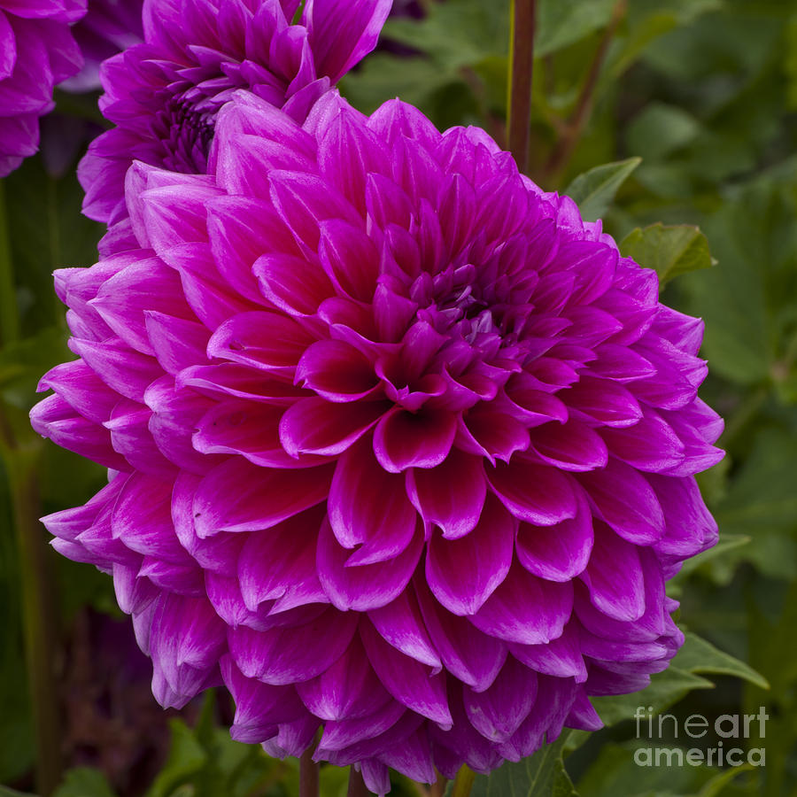 Flowers Still Life Photograph - Purple Dahlia #9 by M J