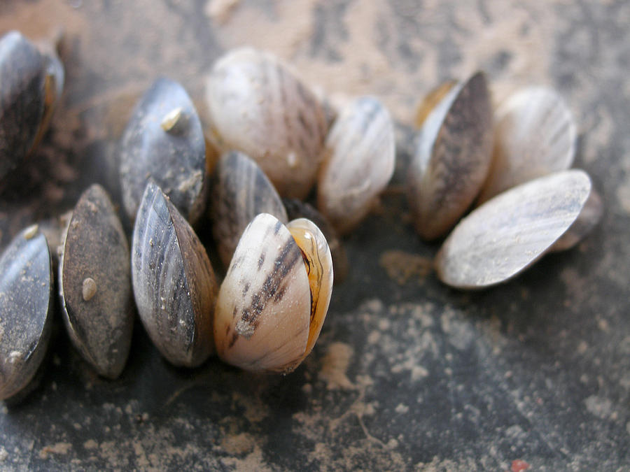 Quagga Mussels Dreissena Bugensis Photograph by U.S. Fish & Wildlife ...