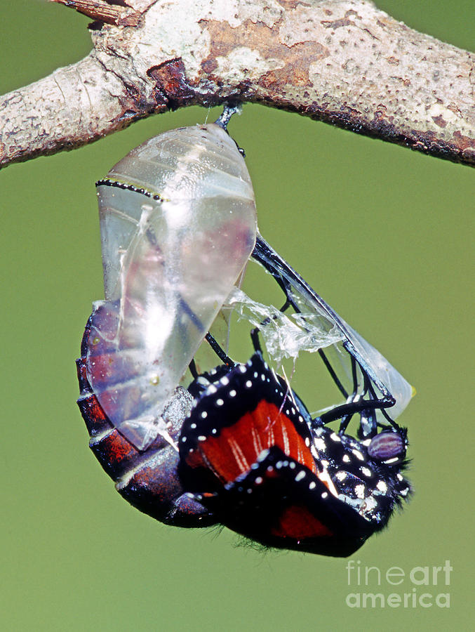 Queen Butterfly #9 Photograph by Millard H. Sharp