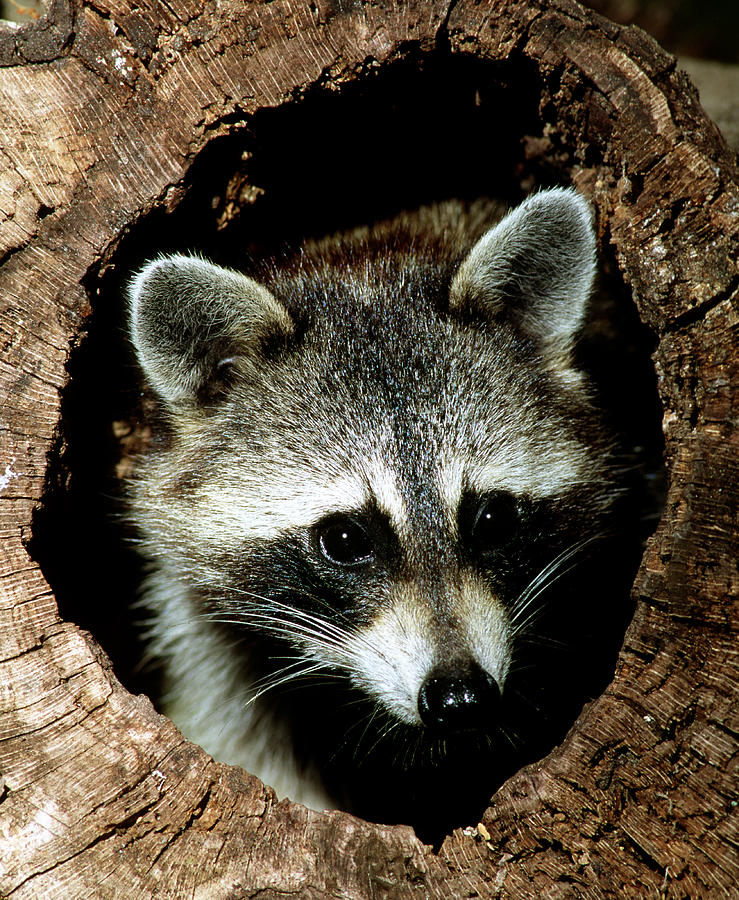 Animal Photograph - Raccoon #24 by Millard H Sharp