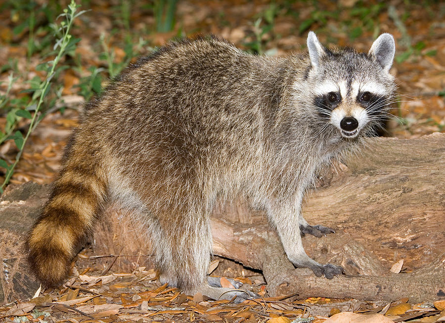 Raccoon Procyon Lotor Adult Foraging #9 Photograph by Millard H. Sharp