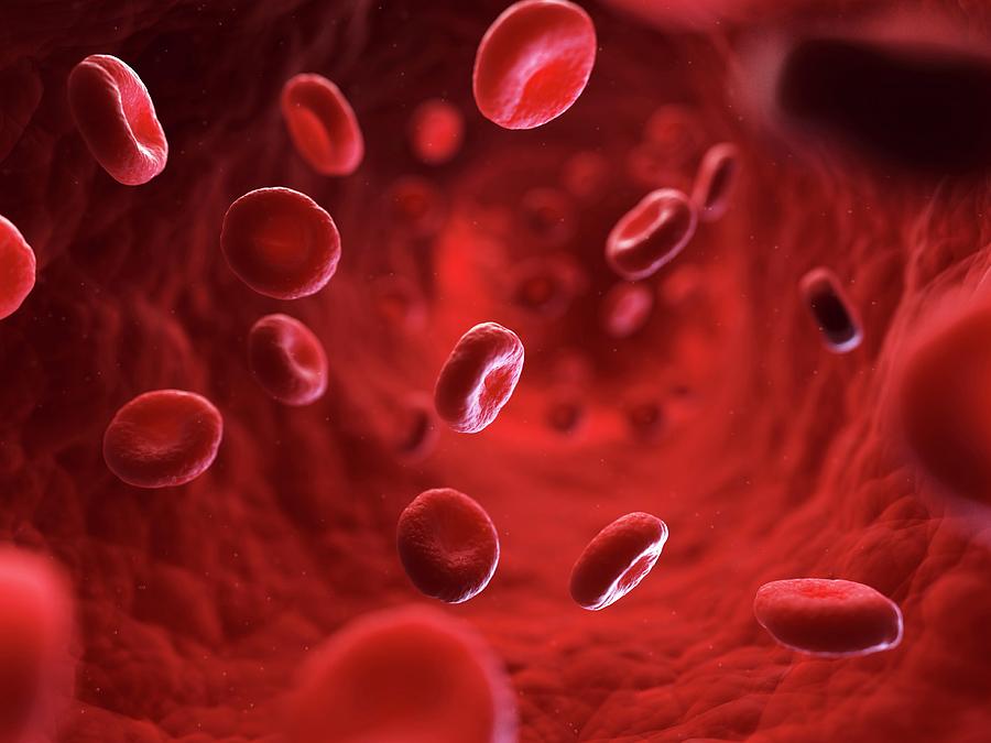 Red Blood Cells Photograph by Sciepro/science Photo Library - Fine Art ...