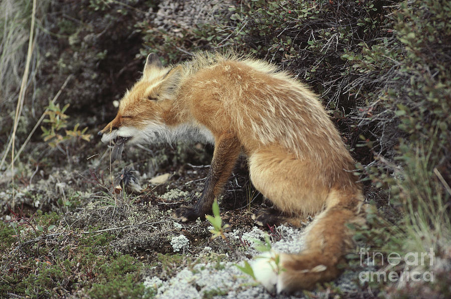 Red Fox Vulpes Vulpes #9 Photograph by Art Wolfe
