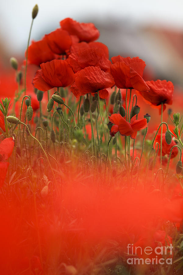 Poppy Photograph - Red Poppy Flowers #9 by Nailia Schwarz
