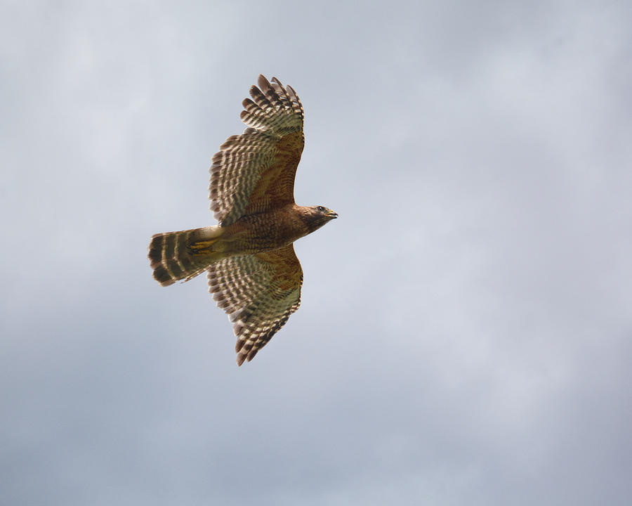 Red Shouldered Hawk in Flight Photograph by Jai Johnson