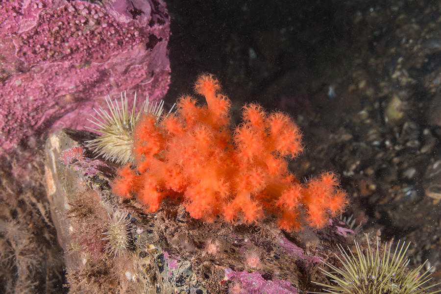 Red Soft Coral #9 Photograph by Andrew J. Martinez