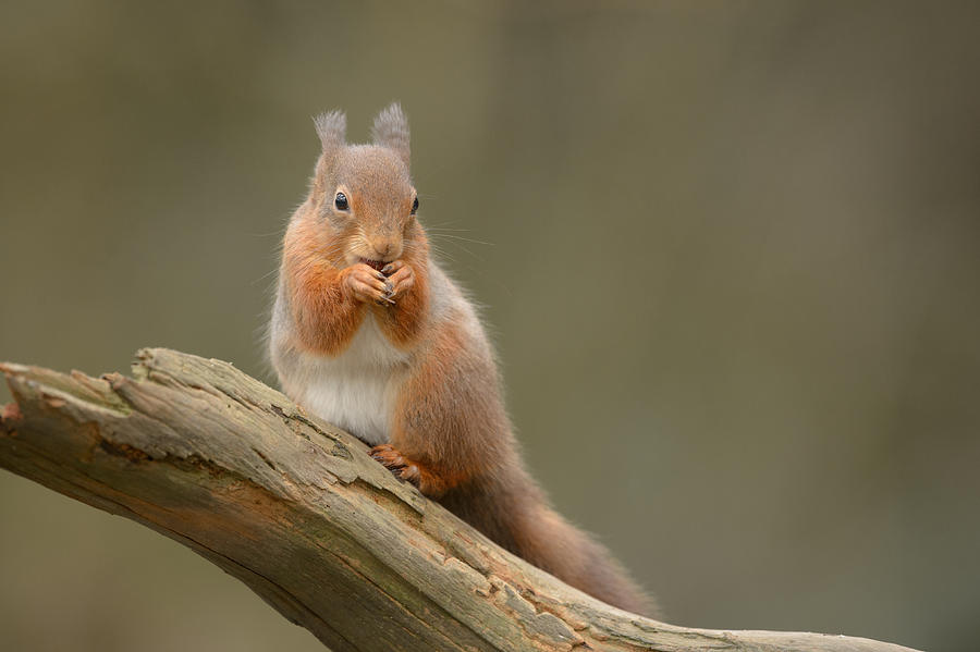 Red Squirrel Photograph