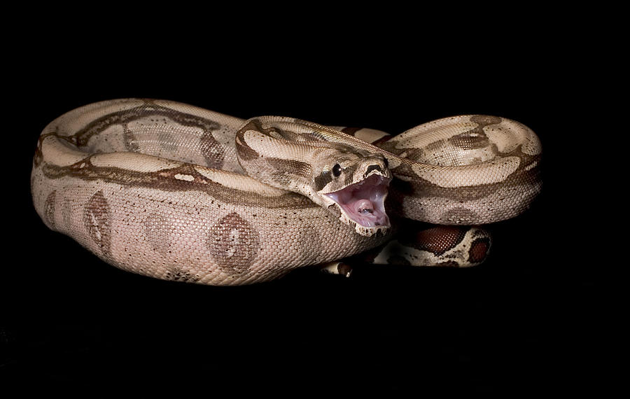 Red-tail Boa Constrictor #9 Photograph by Paul Whitten