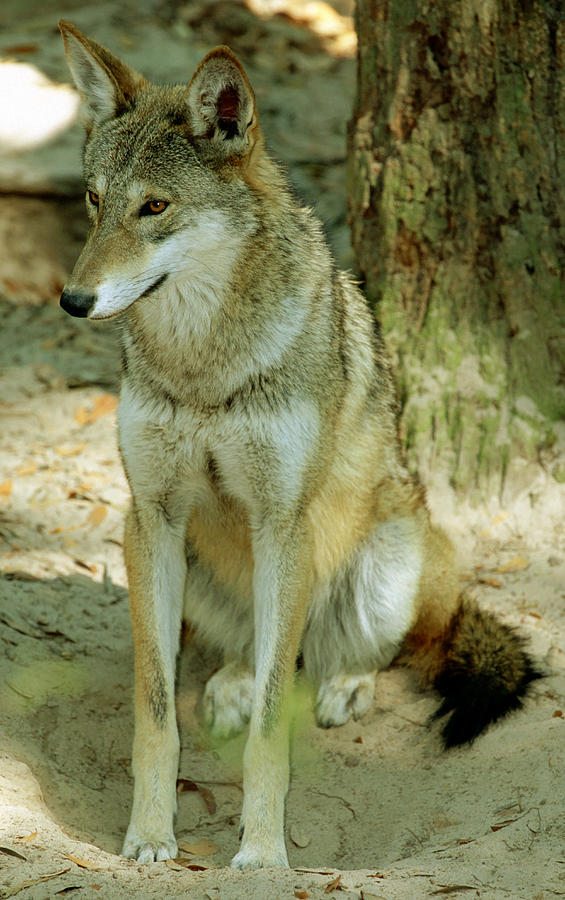 Wolves Photograph - Red Wolf #9 by Millard H. Sharp