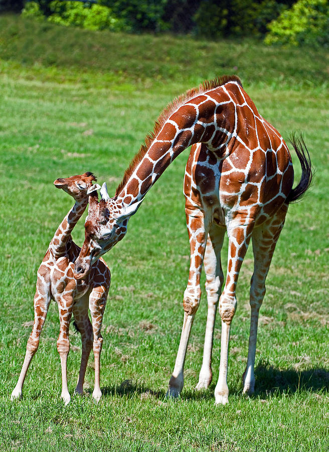 Reticulated Giraffe Calf With Mother Photograph by Millard H. Sharp ...