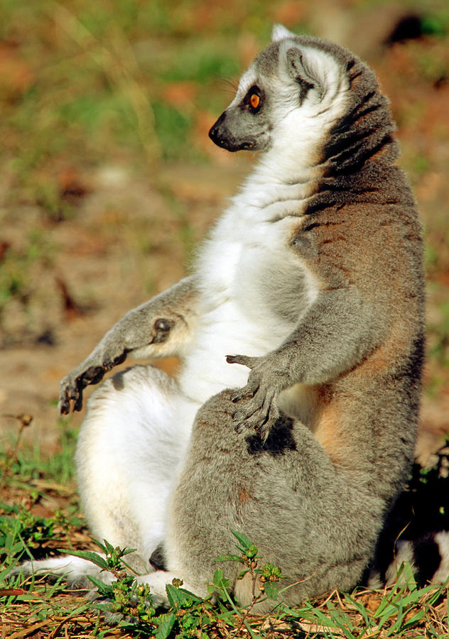 Ring-tailed Lemur Lemur Catta #9 Photograph by Millard H. Sharp