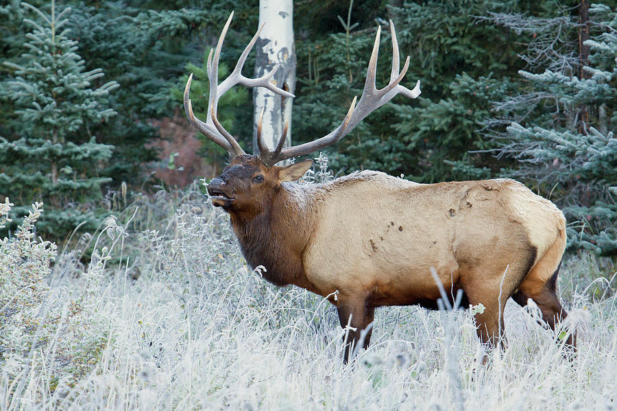 Rocky Mountain Bull Elk Photograph by Ken Archer - Fine Art America