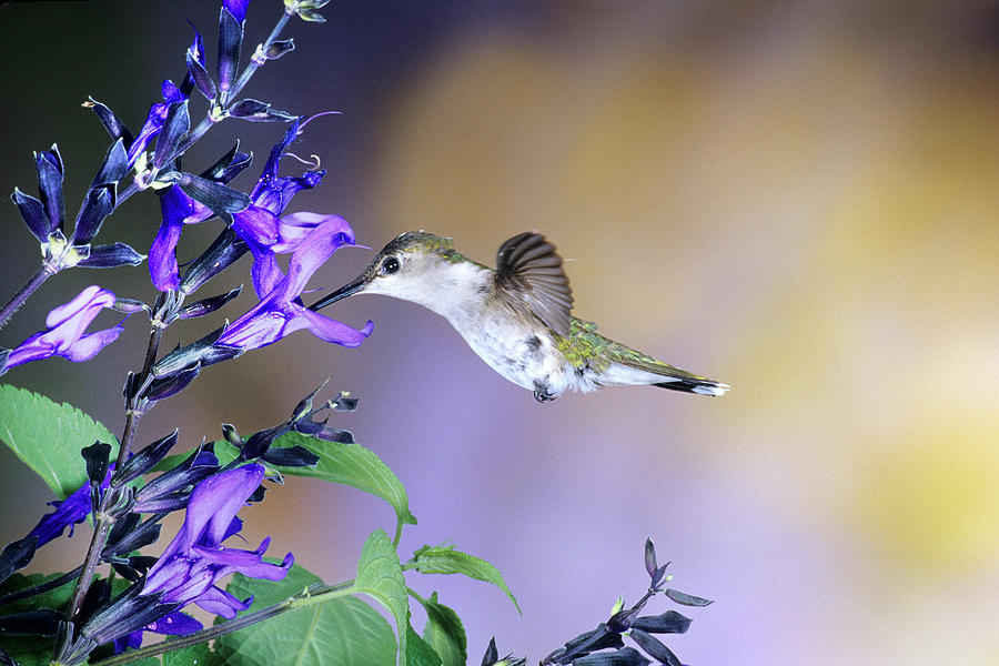 Hummingbird Photograph - Ruby-throated Hummingbird (archilochus #9 by Richard and Susan Day