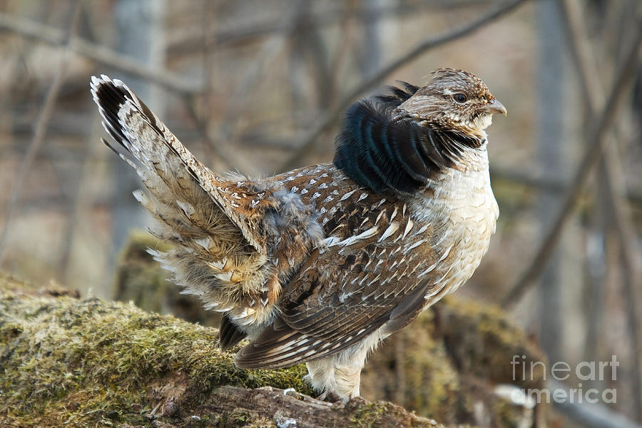 Ruffed Grouse Courtship Display #9 Photograph by Linda Freshwaters Arndt