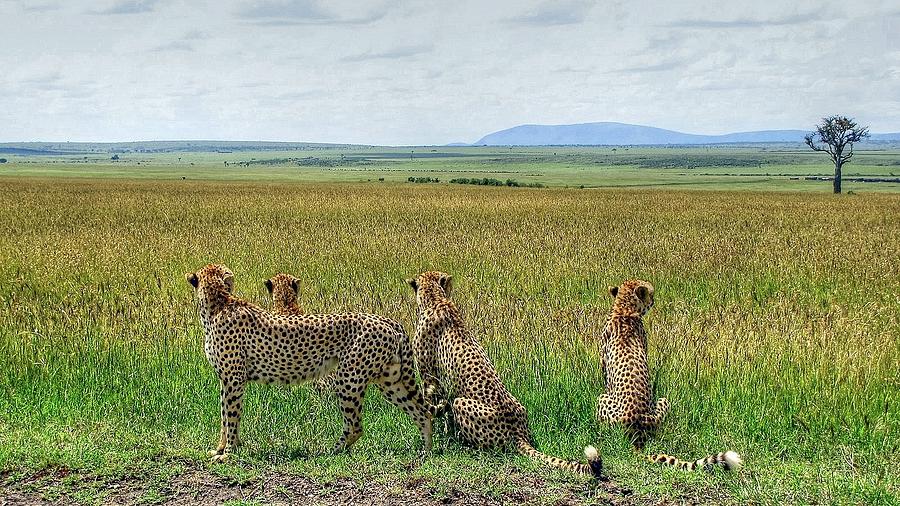 Safari in Kenya Africa #9 Photograph by Paul James Bannerman