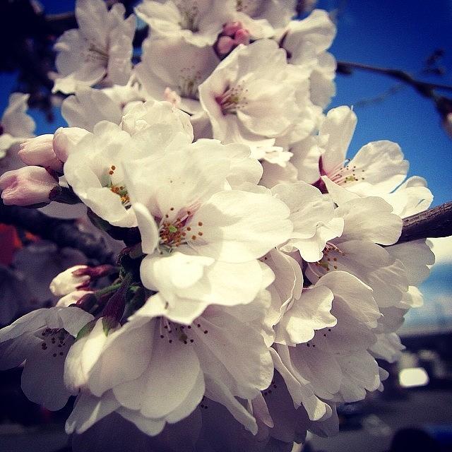 Nature Photograph - #sakura #cherry #blossoms #9 by Yukiko Nobeno