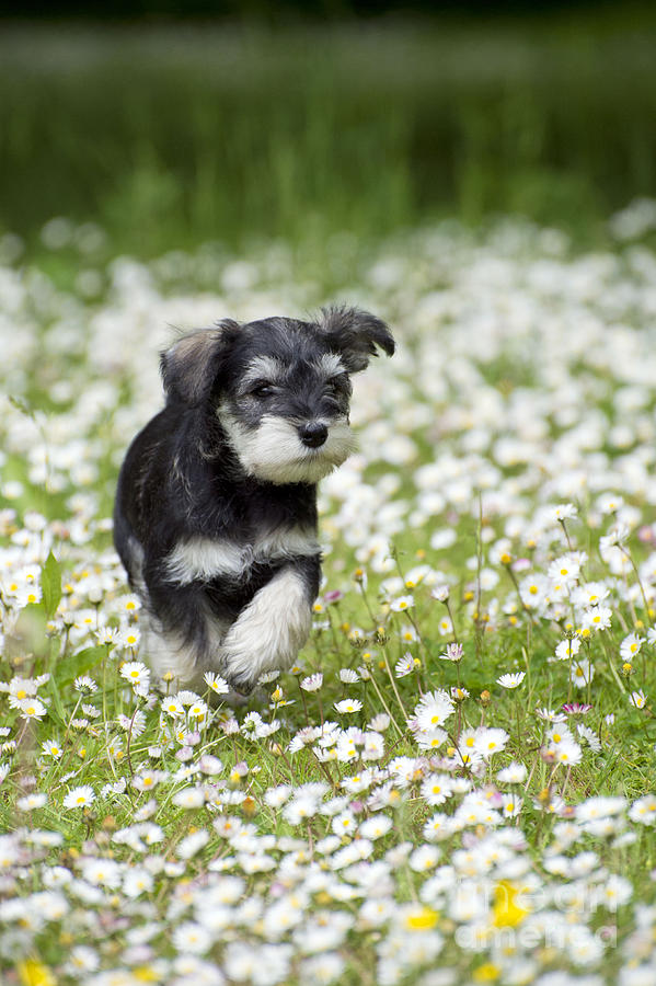 Schnauzer Puppy Dog #9 Photograph by John Daniels