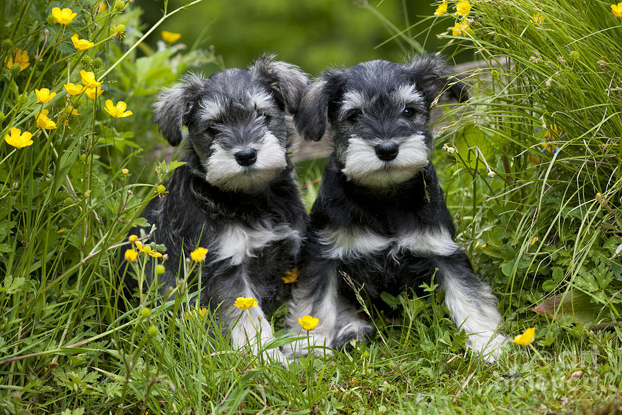 Dog Photograph - Schnauzer Puppy Dogs #9 by John Daniels