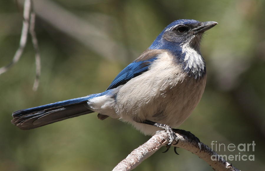 Scrub Jay Photograph by George B - Fine Art America