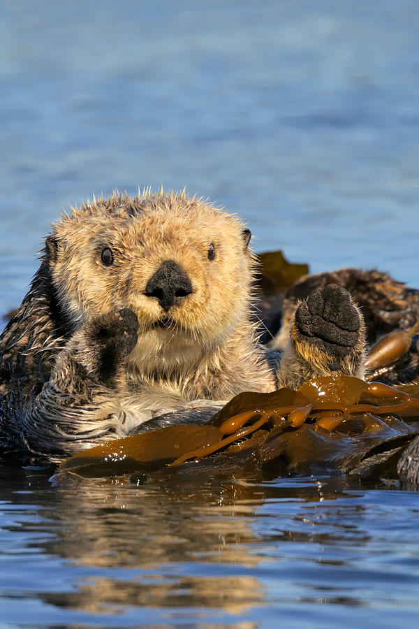 Sea Otters #9 Photograph by Thomas And Pat Leeson