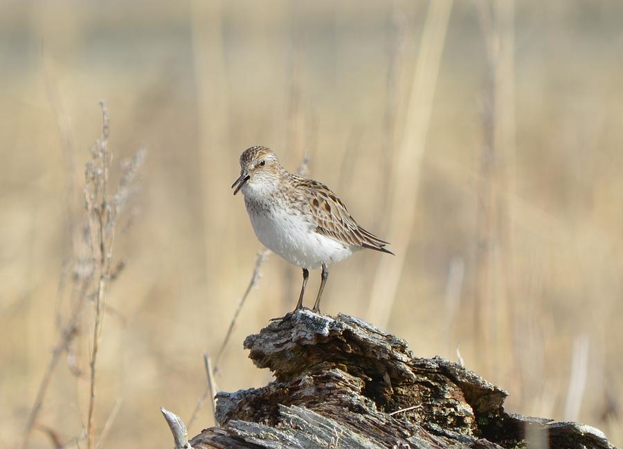 Semipalmated Sandpiper #9 Photograph by James Petersen