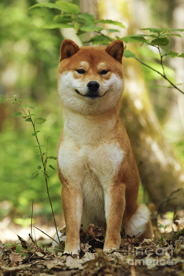 Shiba Inu Dog #9 Photograph by Jean-Michel Labat