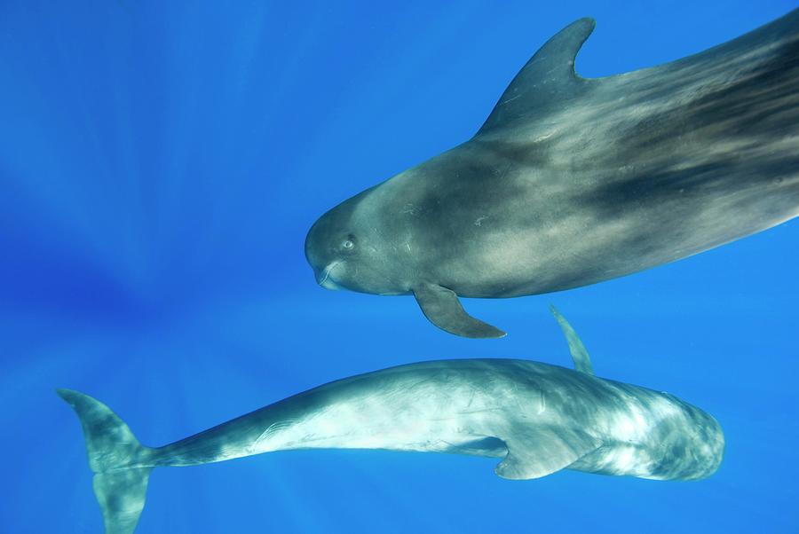 Short-finned Pilot Whales #9 Photograph by Christopher Swann/science Photo Library - Pixels