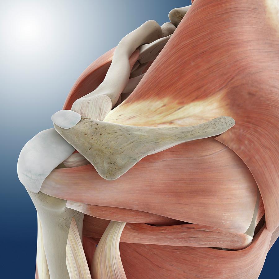 Bone Photograph - Shoulder Anatomy #9 by Springer Medizin