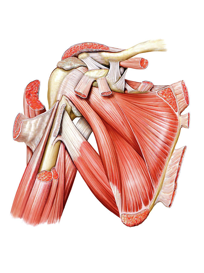 Shoulder Muscles Photograph By Asklepios Medical Atlas Fine Art America 5215
